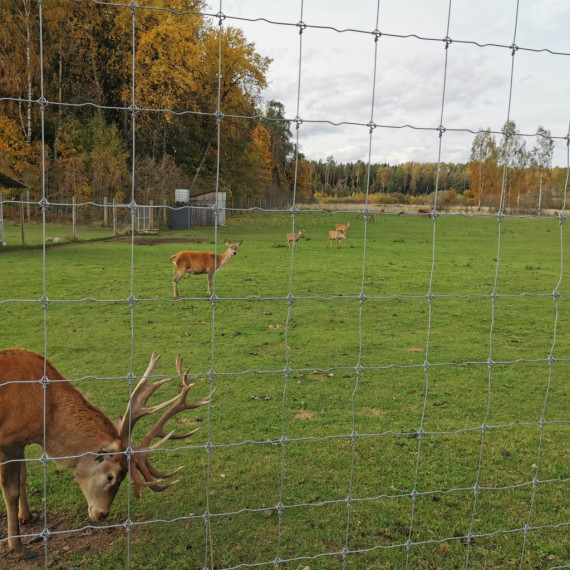 FOTO. Brieži un rudens krāsu palete Ogresgala pagastā
