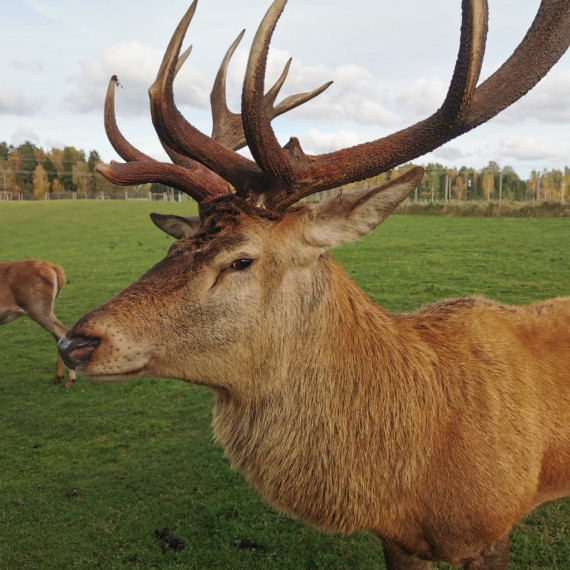FOTO. Brieži un rudens krāsu palete Ogresgala pagastā