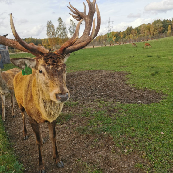 FOTO. Brieži un rudens krāsu palete Ogresgala pagastā