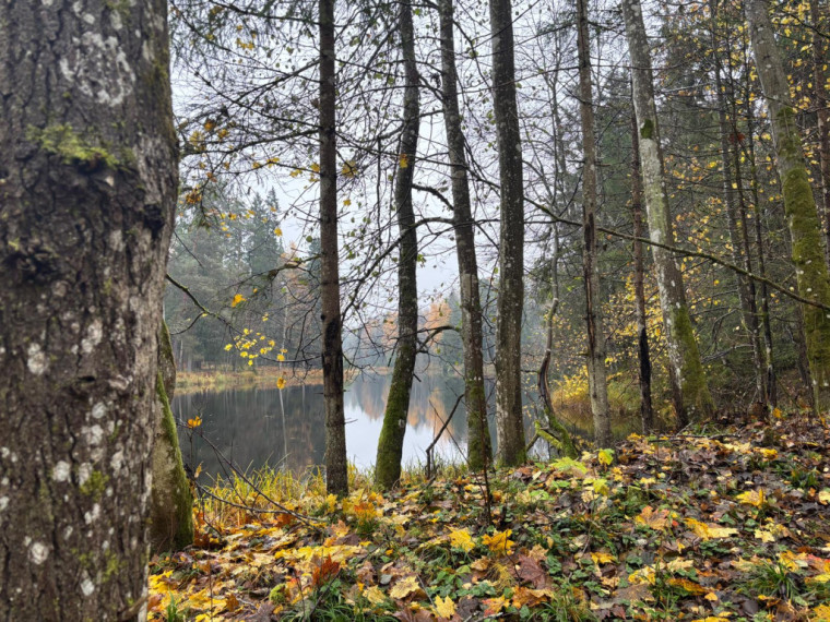 FOTO: Ielūkojamies, kā izskatās jaunajā Meža terapijas takā pie Ogres
