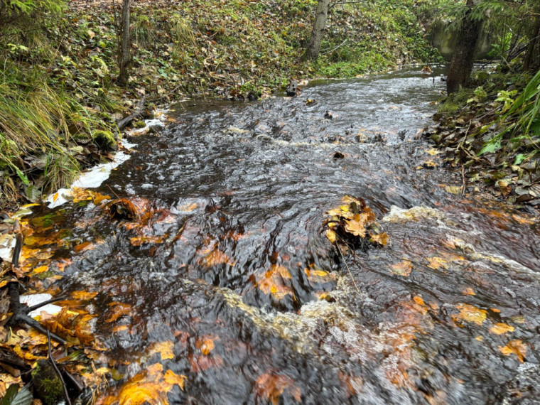 FOTO: Ielūkojamies, kā izskatās jaunajā Meža terapijas takā pie Ogres