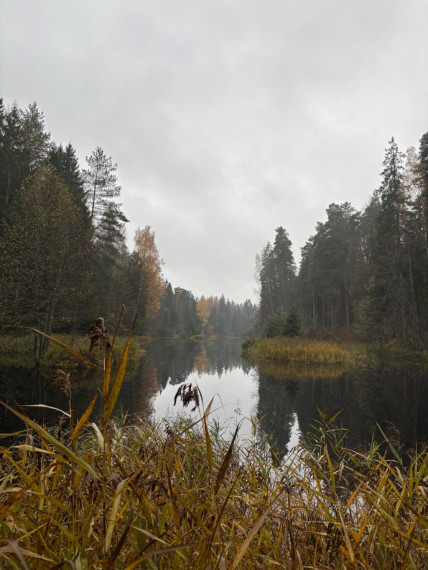 FOTO: Ielūkojamies, kā izskatās jaunajā Meža terapijas takā pie Ogres