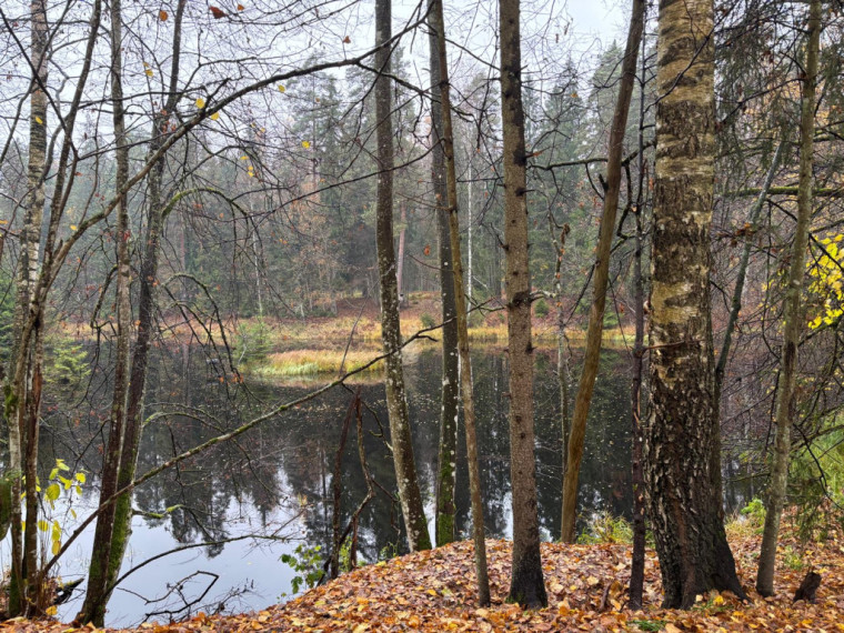 FOTO: Ielūkojamies, kā izskatās jaunajā Meža terapijas takā pie Ogres