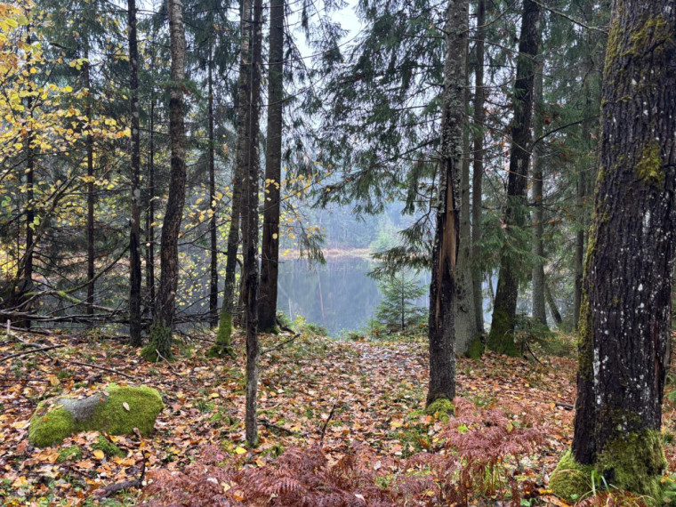 FOTO: Ielūkojamies, kā izskatās jaunajā Meža terapijas takā pie Ogres