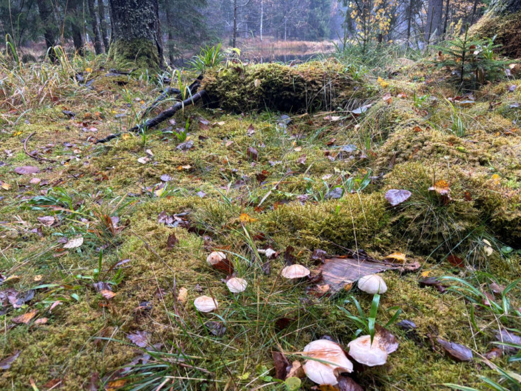 FOTO: Ielūkojamies, kā izskatās jaunajā Meža terapijas takā pie Ogres