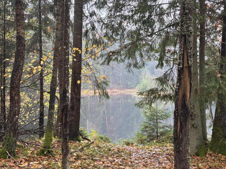 FOTO: Ielūkojamies, kā izskatās jaunajā Meža terapijas takā pie Ogres