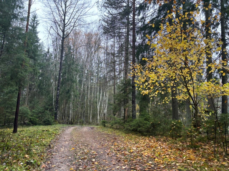 FOTO: Ielūkojamies, kā izskatās jaunajā Meža terapijas takā pie Ogres