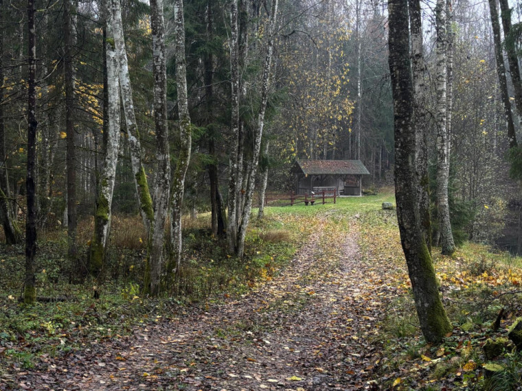 FOTO: Ielūkojamies, kā izskatās jaunajā Meža terapijas takā pie Ogres