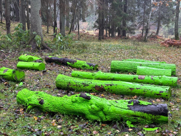 FOTO: Ielūkojamies, kā izskatās jaunajā Meža terapijas takā pie Ogres