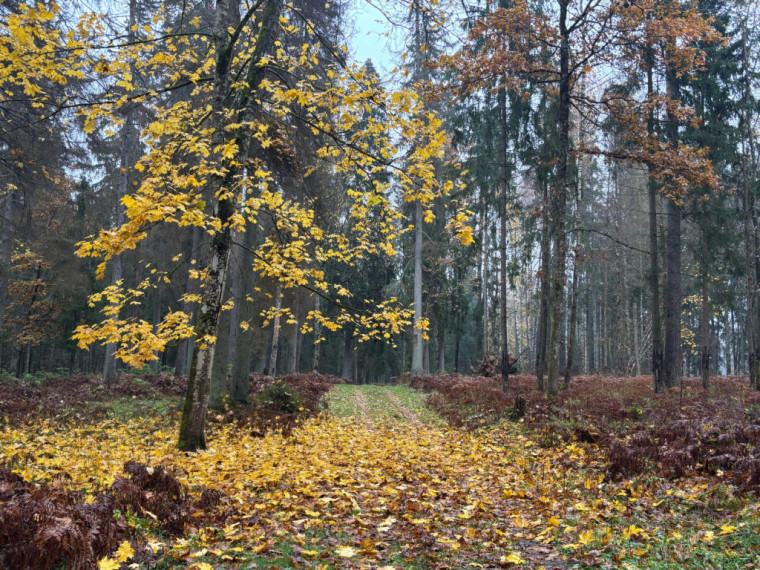 FOTO: Ielūkojamies, kā izskatās jaunajā Meža terapijas takā pie Ogres