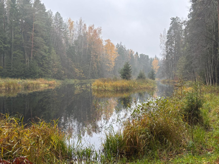 FOTO: Ielūkojamies, kā izskatās jaunajā Meža terapijas takā pie Ogres