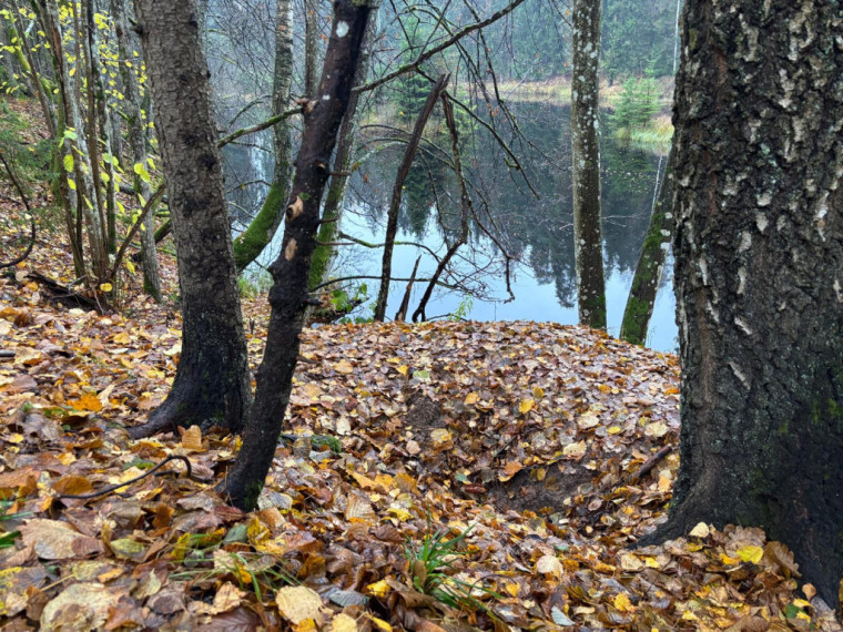 FOTO: Ielūkojamies, kā izskatās jaunajā Meža terapijas takā pie Ogres