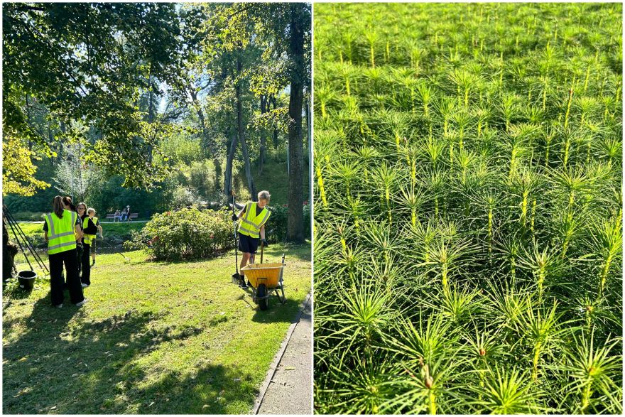 Vietējā kokaudzētavā "Norupe" darbu sāks prāvs pulciņš jauniešu