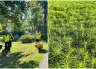 Attēls rakstam: Vietējā kokaudzētavā "Norupe" darbu sāks prāvs pulciņš jauniešu