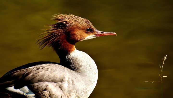Izstādes "Ikšķile. Lībieši. Gauras" atklāšana
