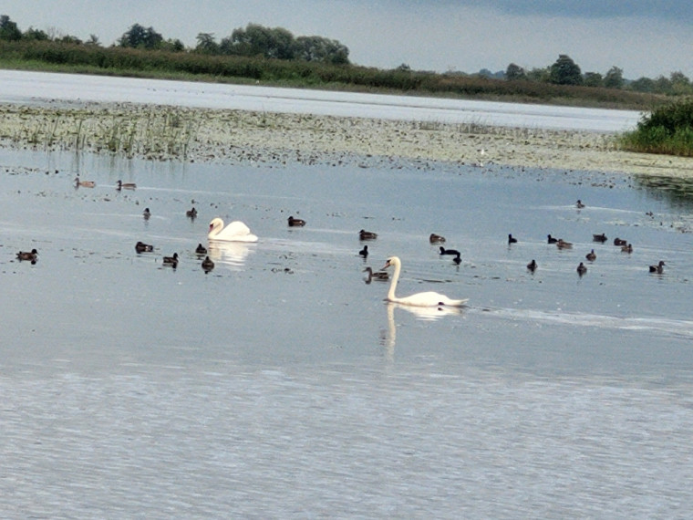 Pierobežas politiskā piešprice