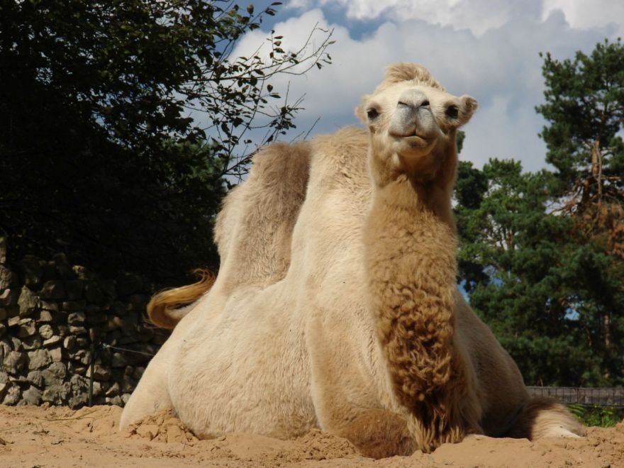 Rīgas zooloģiskajā dārzā piedzimis kamieļa mazulis
