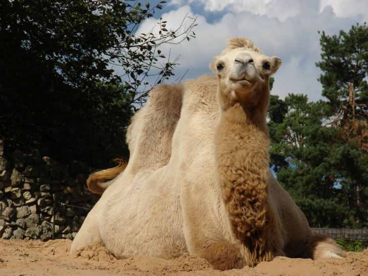Rīgas zooloģiskajā dārzā piedzimis kamieļa mazulis