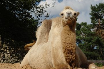 Attēls rakstam: Rīgas zooloģiskajā dārzā piedzimis kamieļa mazulis
