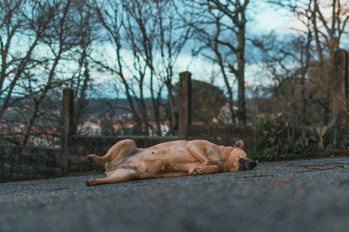 Tīnūžu pagastā suns guļ skatu tornī