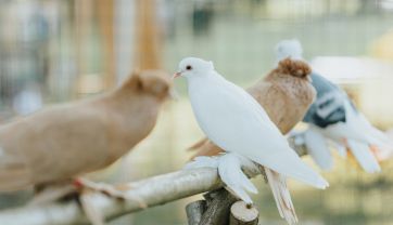 Attēls rakstam: Lauku festivāls