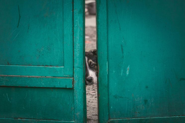 Attēls rakstam: Pie mājas svešinieki: ko darīt?