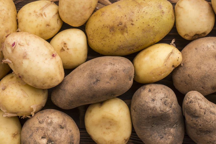 Kartupeļu audzētāji: Ražas atšķirība starp agrāk un vēlāk iestādītiem kartupeļiem varētu būt neliela