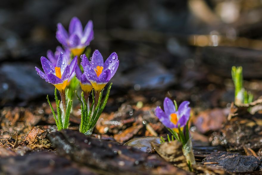 Latvijā sācies meteoroloģiskais pavasaris