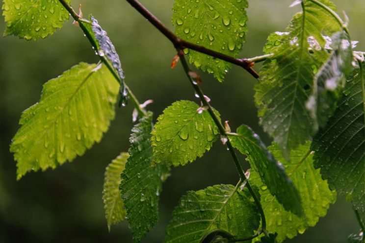 Attēls rakstam: Nākamās nedēļas otrajā pusē Latviju sasniegs plašs ciklons