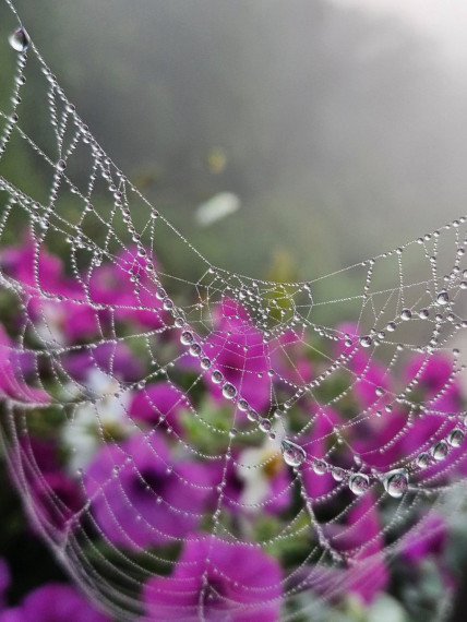 Foto: Rīta rasa un zirnekļu tīkli – Ogres pērles Maijas Karpovičas skatījumā