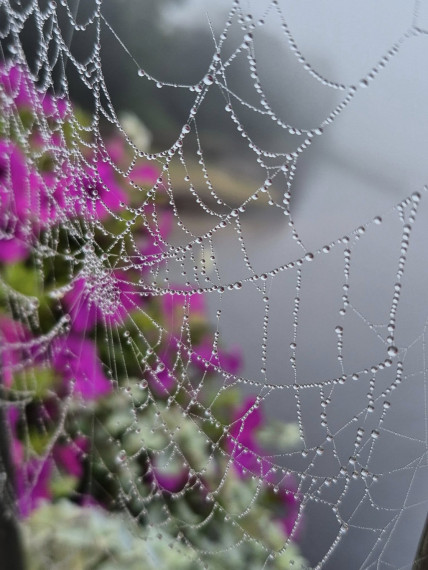 Foto: Rīta rasa un zirnekļu tīkli – Ogres pērles Maijas Karpovičas skatījumā