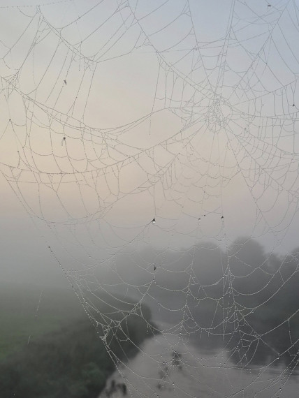 Foto: Rīta rasa un zirnekļu tīkli – Ogres pērles Maijas Karpovičas skatījumā