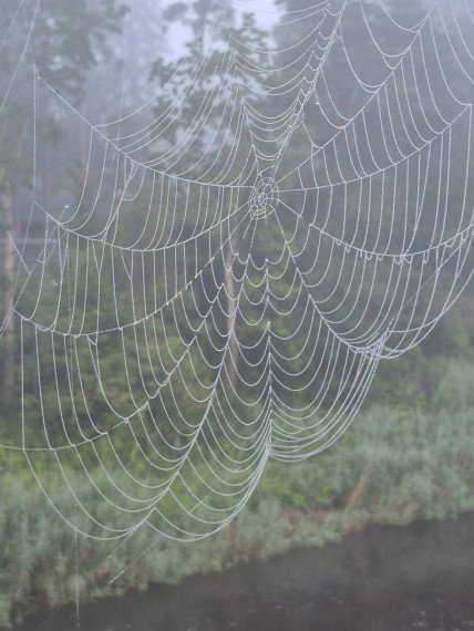 Foto: Rīta rasa un zirnekļu tīkli – Ogres pērles Maijas Karpovičas skatījumā
