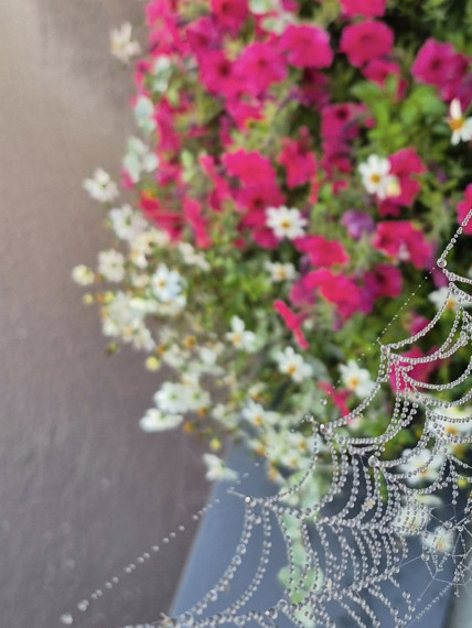 Foto: Rīta rasa un zirnekļu tīkli – Ogres pērles Maijas Karpovičas skatījumā