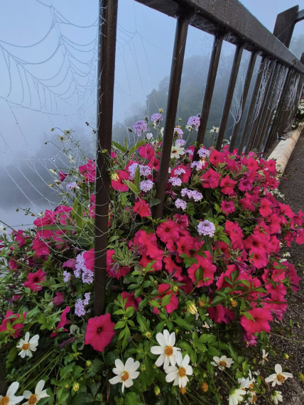 Foto: Rīta rasa un zirnekļu tīkli – Ogres pērles Maijas Karpovičas skatījumā