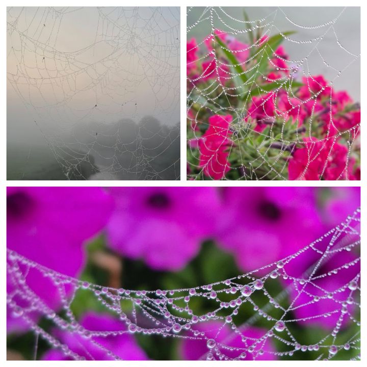 Foto: Rīta rasa un zirnekļu tīkli – Ogres pērles Maijas Karpovičas skatījumā