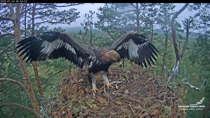 LVM tiešraidē vērojamais jaunais klinšu ērglis pirmo reizi pametis ligzdu