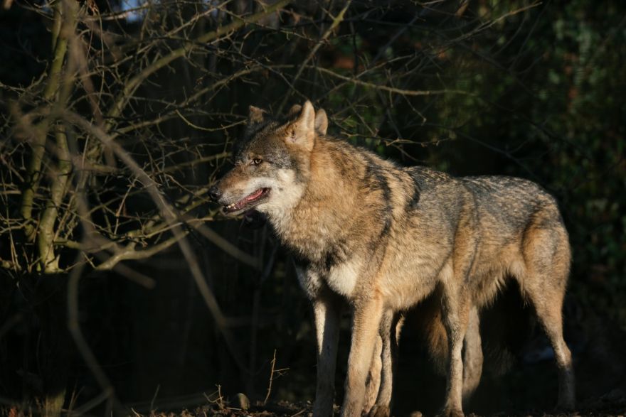 Vilku medības turpmāk atļautas tikai ar Valsts meža dienesta saskaņojumu