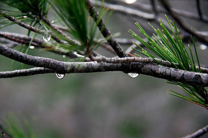 Pirmssvētku nedēļa sāksies ar nokrišņiem