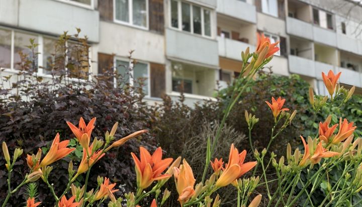 Latvijas sakoptākie pagalmi Ogres novadā un pilsētā