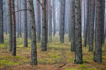 Attēls rakstam: Tikšanās ar "Rīgas mežiem" par plānotajām mežizstrādēm