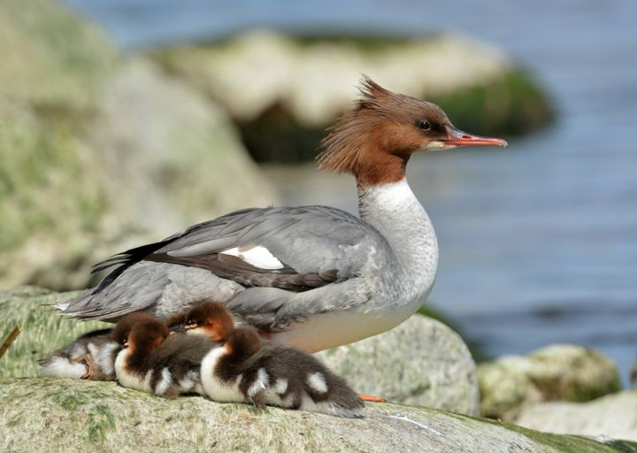 Līdz ar gājputnu atgriešanos laiks doties dabā: piemērotākās putnu vērošanas vietas Ogres novadā