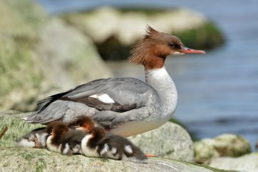 Attēls rakstam: Līdz ar gājputnu atgriešanos laiks doties dabā: piemērotākās putnu vērošanas vietas Ogres novadā