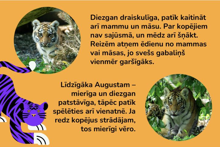Rīga zoodārzs aicina balsot par tīģerēnu vārdiem