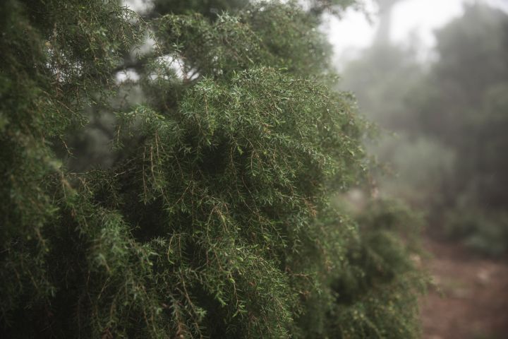 Ogres mežmalā izguļ reibumu
