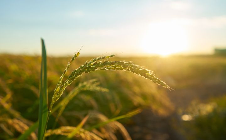 Augusta otrā puse Latvijā gaidāma vēsa