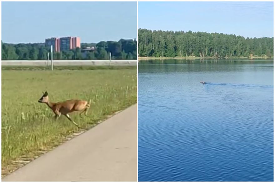VIDEO. Labi, ka ne lāči... Pārogrē iemaldījušās un ļāvušās peldei divas apburošas meža iemītnieces