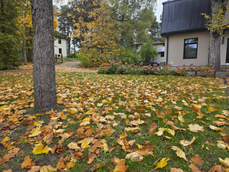 FOTO: Kā no pastkartes! Ogres centrs ietērpies zelta rudens nokrāsās
