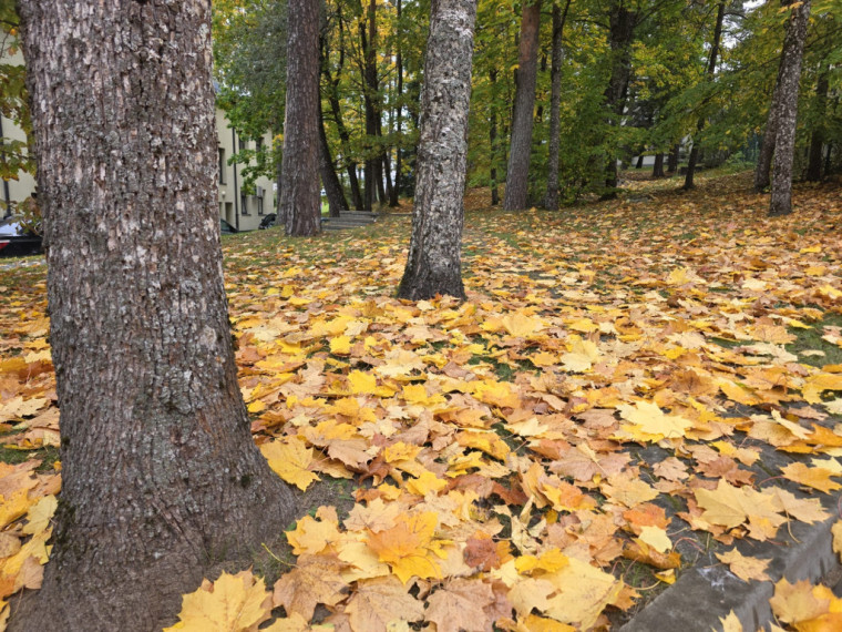 FOTO: Kā no pastkartes! Ogres centrs ietērpies zelta rudens nokrāsās