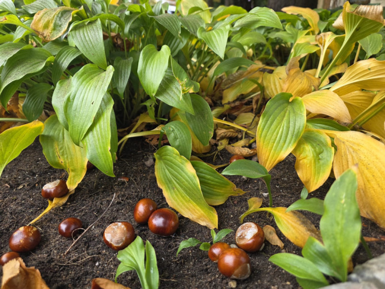 FOTO: Kā no pastkartes! Ogres centrs ietērpies zelta rudens nokrāsās